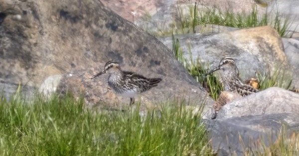 KESKIKÄIVÄN KOVASSA LÄMPÖVÄREILYSSÄ OTETTU KUVA JÄNKÄSIRRIÄISISTÄ