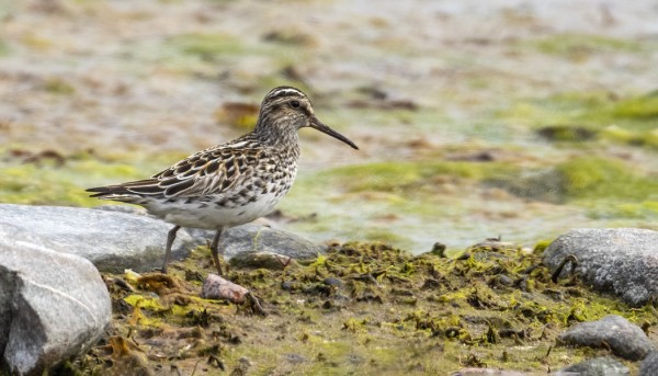 JÄNKÄSIRRIÄISIÄ ON OLLUT YLLÄTTÄVÄNKIN MONTA