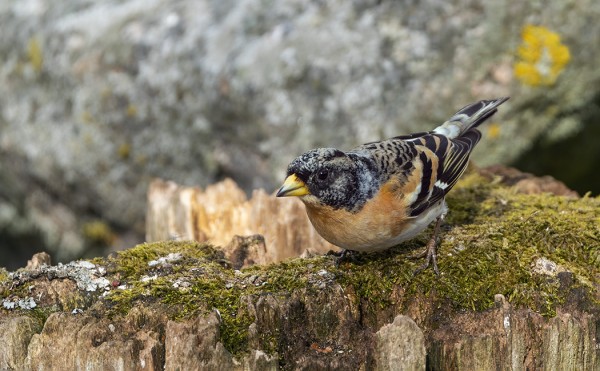 JÄRRIPEIPPOJEN MUUTTO ALKAA JO HIIPUA