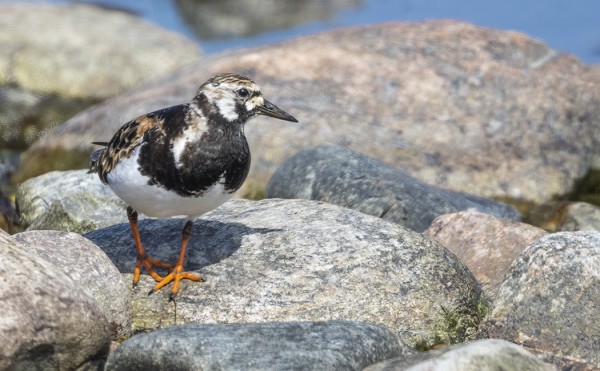 KARIKUKKOJA NÄKEE PÄIVITTÄIN