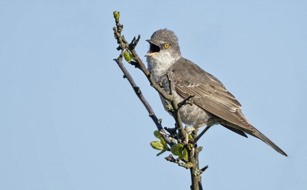 KIRJOKERTTU LAULOI SAUNALLAMME