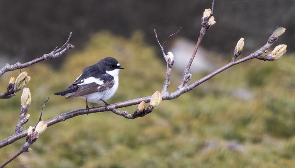 KIRJOSIEPPOJAKIN ON OLLUT VAIN MUUTAMIA