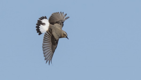 KIVITASKUJA ON SAARESSA KYMMENKUNTA