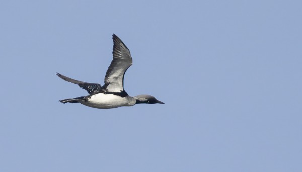 KUIKKAMUUTTO ON TOISTAISEKSI OLLUT KOVIN VAATIMATONTA