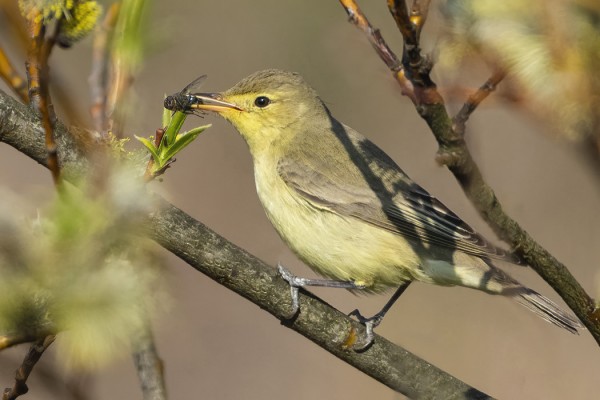 ...KUTEN MYÖS KULTARINTOJA
