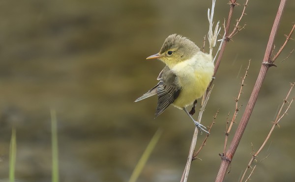 KULTARINTOJA ON NÄHTY MELKO RUNSAASTI (Kuva: Outi Sarjakoski)