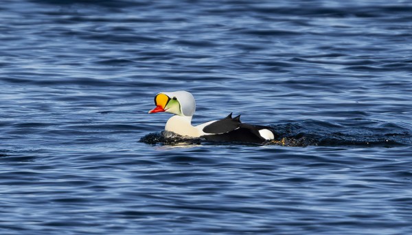 KYHMYHAAHKA - AINA YHTÄ HIENO!