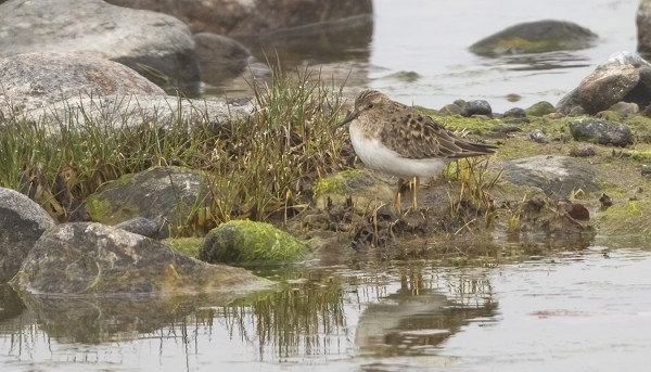 ITÄRANNALLA ON VIIVÄHTÄNYT MUUTAMA LAPINSIRRI