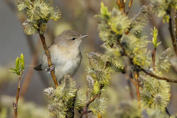LEHTOKERTTUJEN MUUTTO ON KÄYNNISSÄ