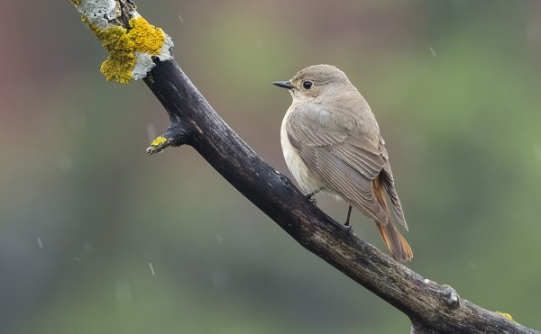 LEPPÄLINTUJEN MUUTTO JATKUU VIELÄ