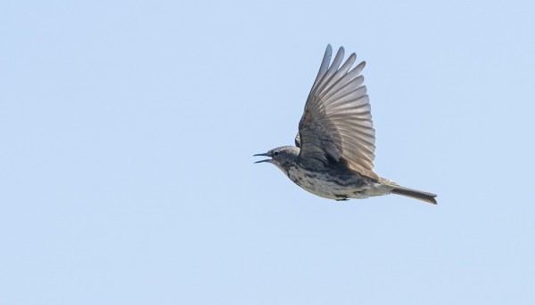 LUOTOKIRVISEN LAULULENTO