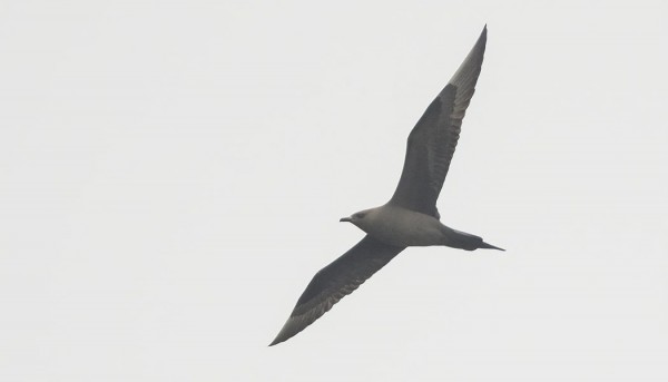 MERIKIHUJA ON NÄKYNYT RUNSAASTI VIIME PÄIVINÄ