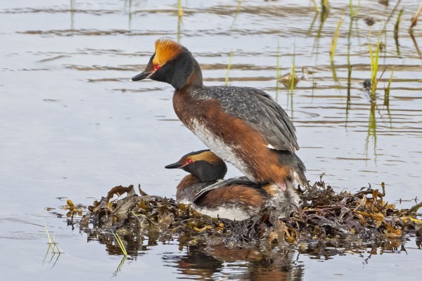 MUSTAKURKKU-UIKKUJA ON KOLME PARIA. PITKÄLLÄ TELELLÄ KUVAN SAA KAUKAAKIN LINTUJEN TOUHUA HÄIRITSEMÄTTÄ.