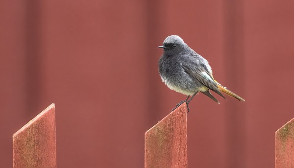 VANHA KOIRAS MUSTALEPPÄLINTU ON HIENO ILMESTYS