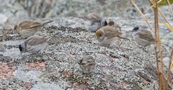 SAARESSA OLI PALJON MUSTAPÄÄKERTTUJA, PAIKOITTAIN JOPA PARVINA