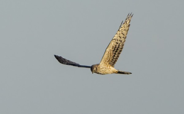 NIITTYSUOHAUKKA ITÄNIITYN ILTAVALOISSA