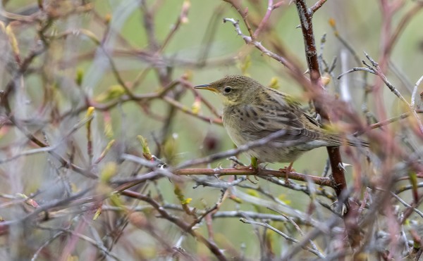 PENSASSIRKKALINTU KÄHMYILI RUUSUPUSKASSA