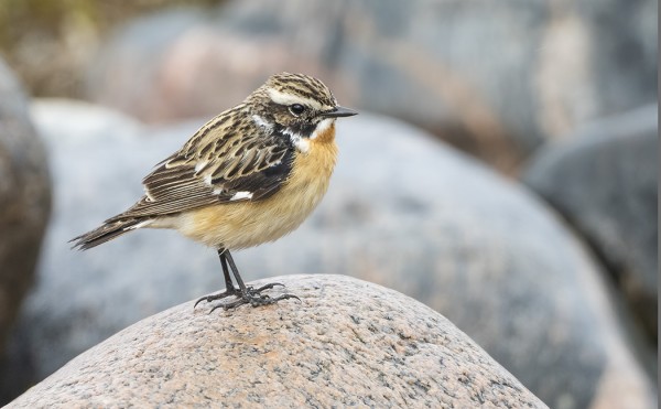PENSASTASKUJA ON NÄHTY VASTA KOURALLINEN