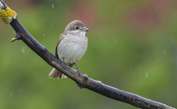 PIKKULEPINKÄISIÄ ON NÄHTY EPÄTAVALLISEN RUNSAASTI