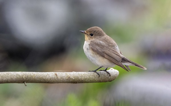 PIKKUSIEPPOJA ON NYT PÄIVITTÄIN