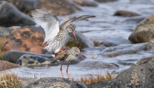 PUNAJALKAVIKLOJEN SOIDIN ON TÄYDESSÄ KÄYNNISSÄ