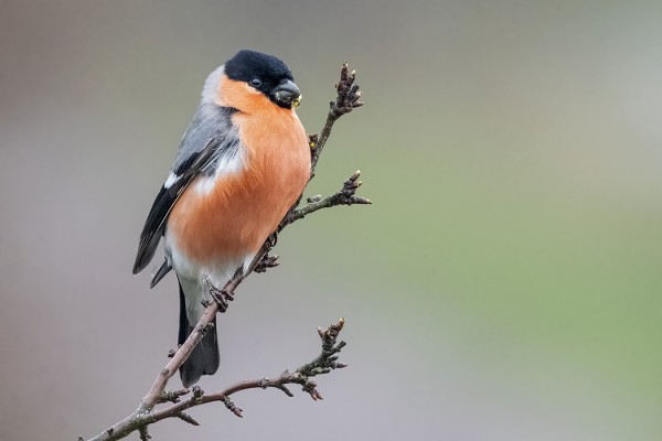 TOUKOKUUN AIKANA ON OLLUT YLLÄTTÄVÄN USEIN PUNATULKKUJA