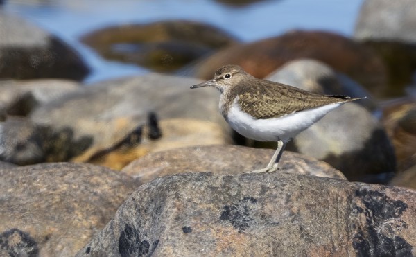 RANTASIPIEN MUUTTO TAITAA JO OLLA OHI