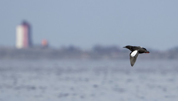 RISKILÖITÄ LENTELEE SAAREN YMPÄRILLÄ KUNHAN MERELLE NÄKEE