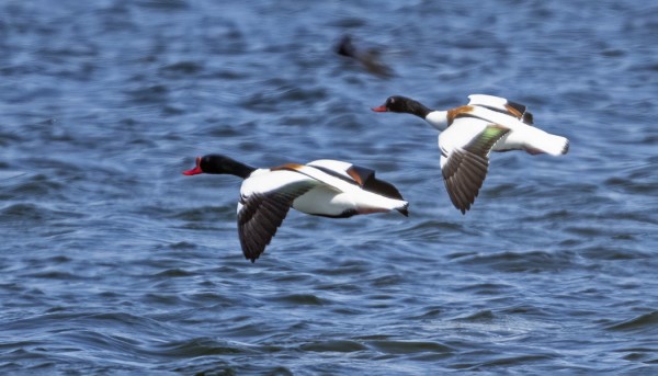 RISTISORSAPARI PESINEE ITÄRANNAN ULKOPUOLEN LUODOILLA