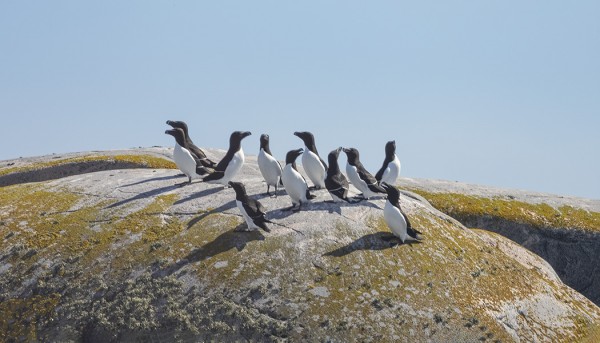 MERIRETKELLÄ EHDIMME OTTAA MUUTAMAN RUOKKIKUVAN