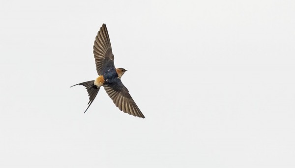 SAAREN KOLMAS RUOSTEPÄÄSKY