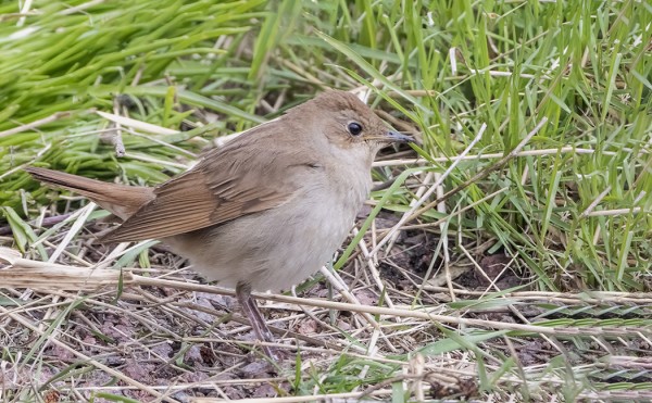 KEVÄÄN EKA SATAKIELI