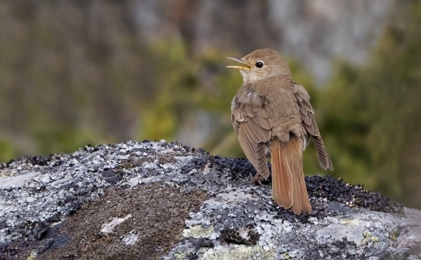 SATAKIELIÄ NÄKYY JA KUULUU PÄIVITTÄIN