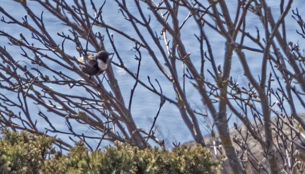 KAUKAA OTETTU KUVA YHDESTÄ SEPELRASTAASTA - LÄMPÖVÄREILYSSÄ