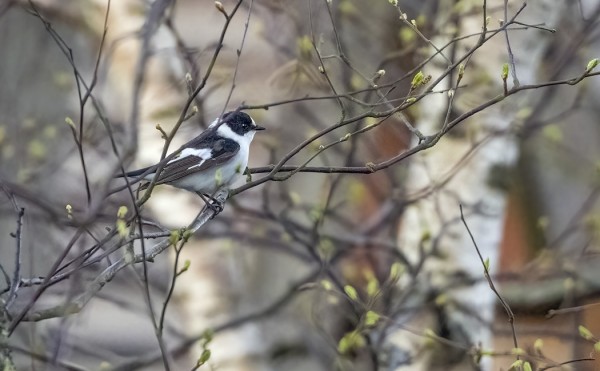 SEPELSIEPOT OVAT AINA YHTÄ TOIVOTTUJA TOUKOKUUN VIERAITA