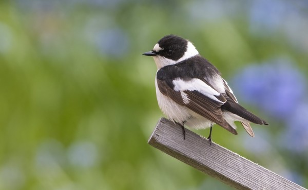 KUVAAJAYSTÄVÄLLINEN 2KV KOIRAS SEPELSIEPPO