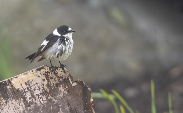KOSTEA SUMU JA SADE OVAT KASTELLEET SEPELSIEPONKIN