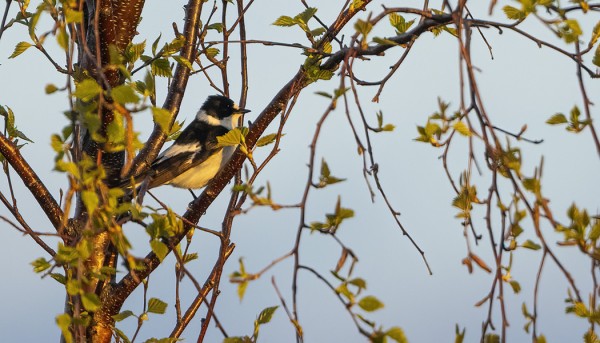 KEVÄÄN KUUDES SEPELSIEPPO