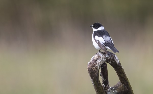 TÄMÄ SEPELSIEPPO ON PYSYTELLYT JO LÄHES VIIKON SAARESSA