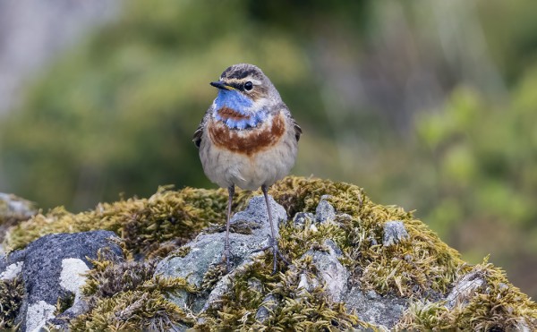 SINIRINTOJEN MUUTTO ON KOHTA OHI