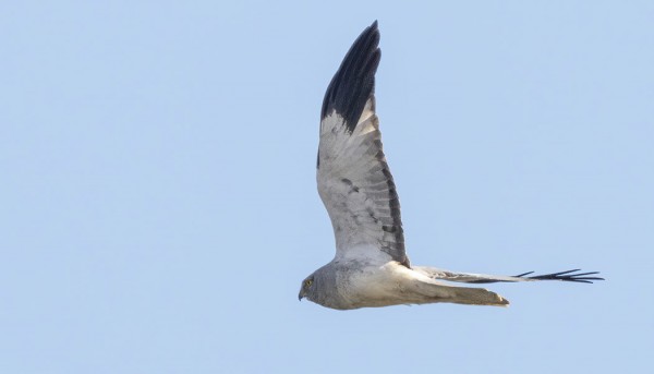 SINISUOHAUKKA EHTI MELKEIN OHI ENNEN KUIN HUOMATTIIN