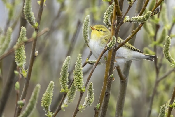 SIRITTÄJÄ KEVÄISESSÄ PAJUSSA