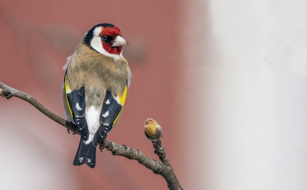 TIKLI ON PYÖRINYT SAUNALLAMME