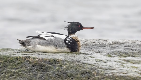MUUTAMA TUKKAKOSKELO OLESKELEE SAAREN RANNOILLA