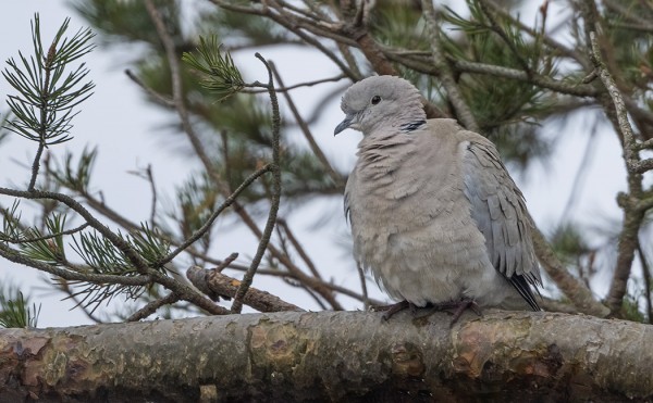 TURKINKYYHKY ON JOKAVUOTINEN VIERAS