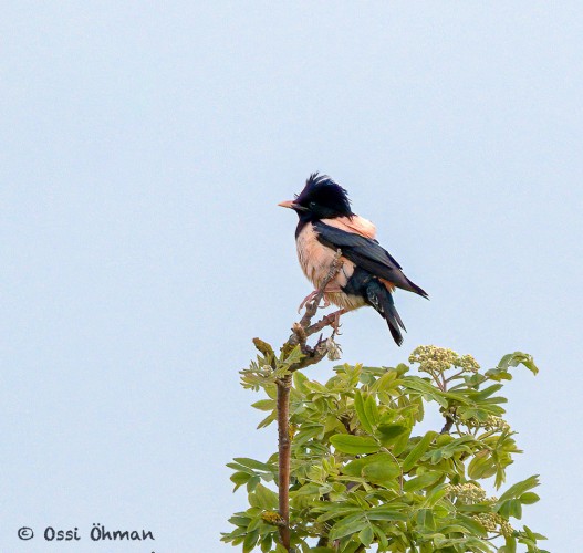 OSSIN HIENO KUVA UTÖN PUNAKOTTARAISESTA (Kuva: Ossi Öhman)