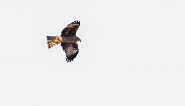 HAARAHAUKKOJA HAVAITTIIN EPÄTAVALLISEN MONTA