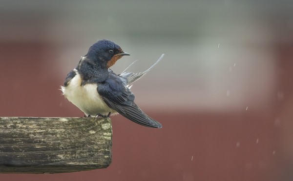 VENEVAJOISSA PESII MUUTAMA PARI HAARAPÄÄSKYJÄ