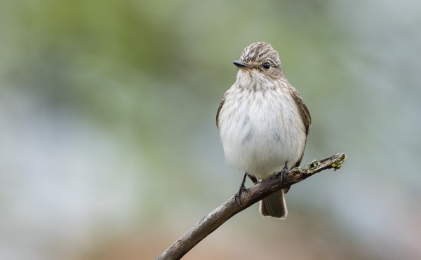 HARMAASIEPPOJEN MUUTTO ALKAA HIIPUA