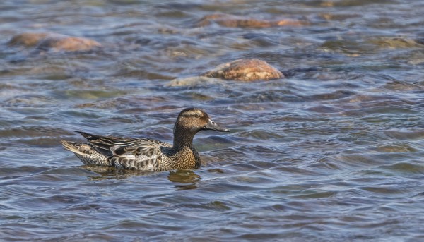 KOIRAS HEINÄTAVI ON JO VAIHTOPUVUSSA